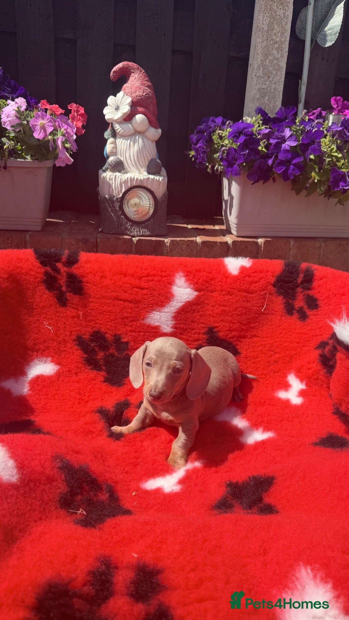Dachshund dogs Miniature Dachshund Puppy’s. Ready To Leave 🐶  - Advert 1