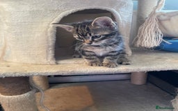 Mixed Breed cats for sale: 2 stunning little kittens for sale - Image 4