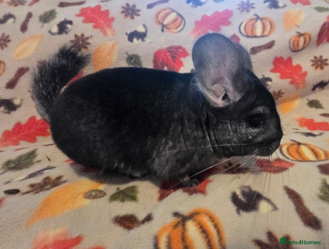 Chinchilla rodents for sale: Black pearl Carriers - Image 15