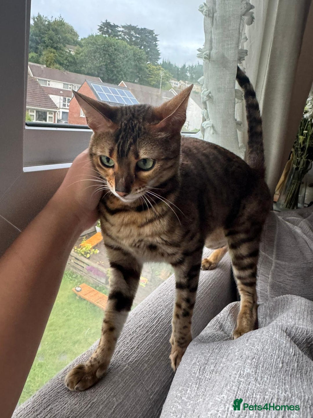 Bengal cats for sale: Sweet bengal looking for her quiet, loving home - Advert 2