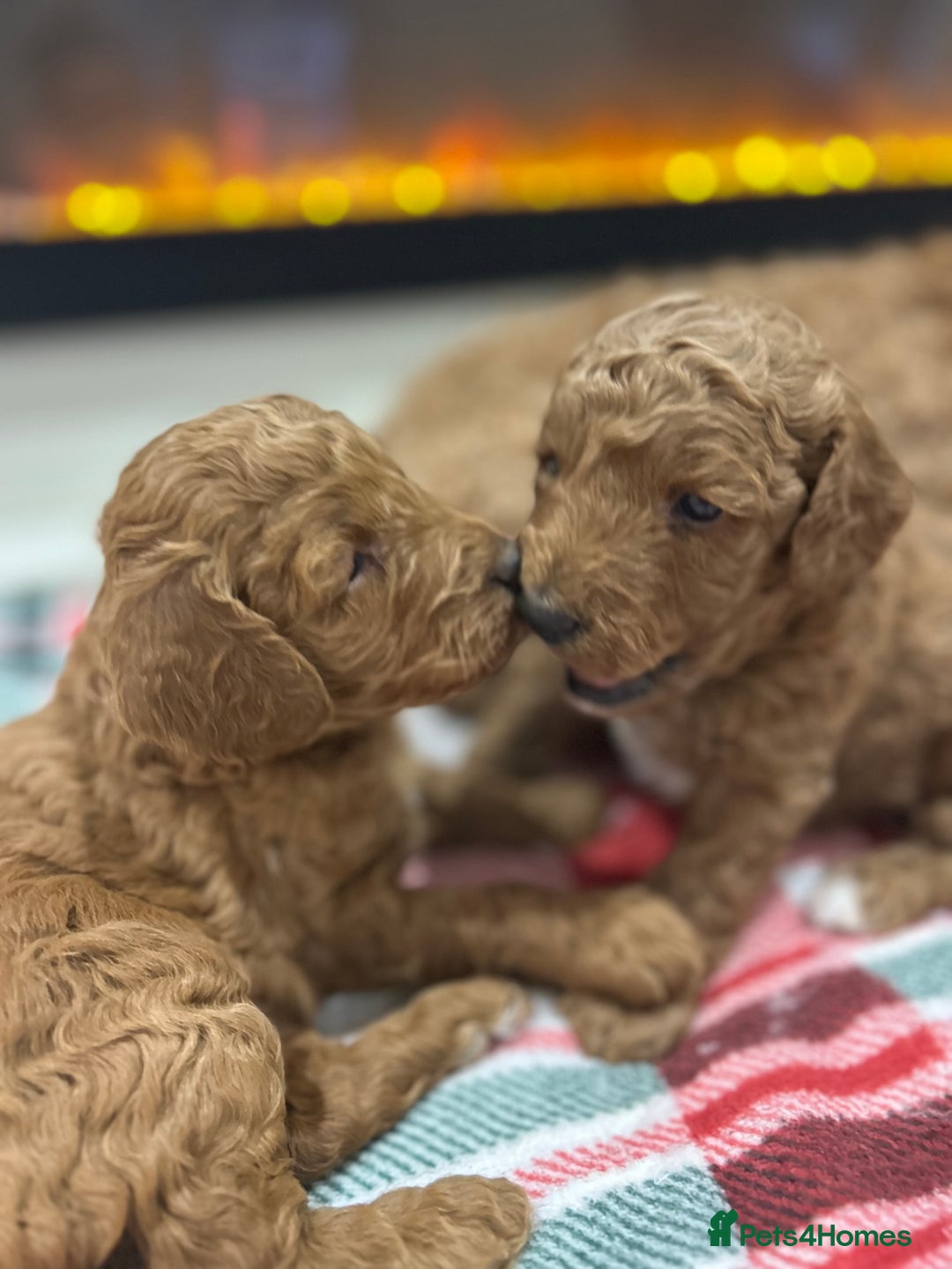Miniature Poodle dogs for sale: 🐩Gorgeous deep red miniature poodles - Advert 2