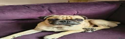 Pug dogs for sale: Beautiful pugs for sale - Advert 18