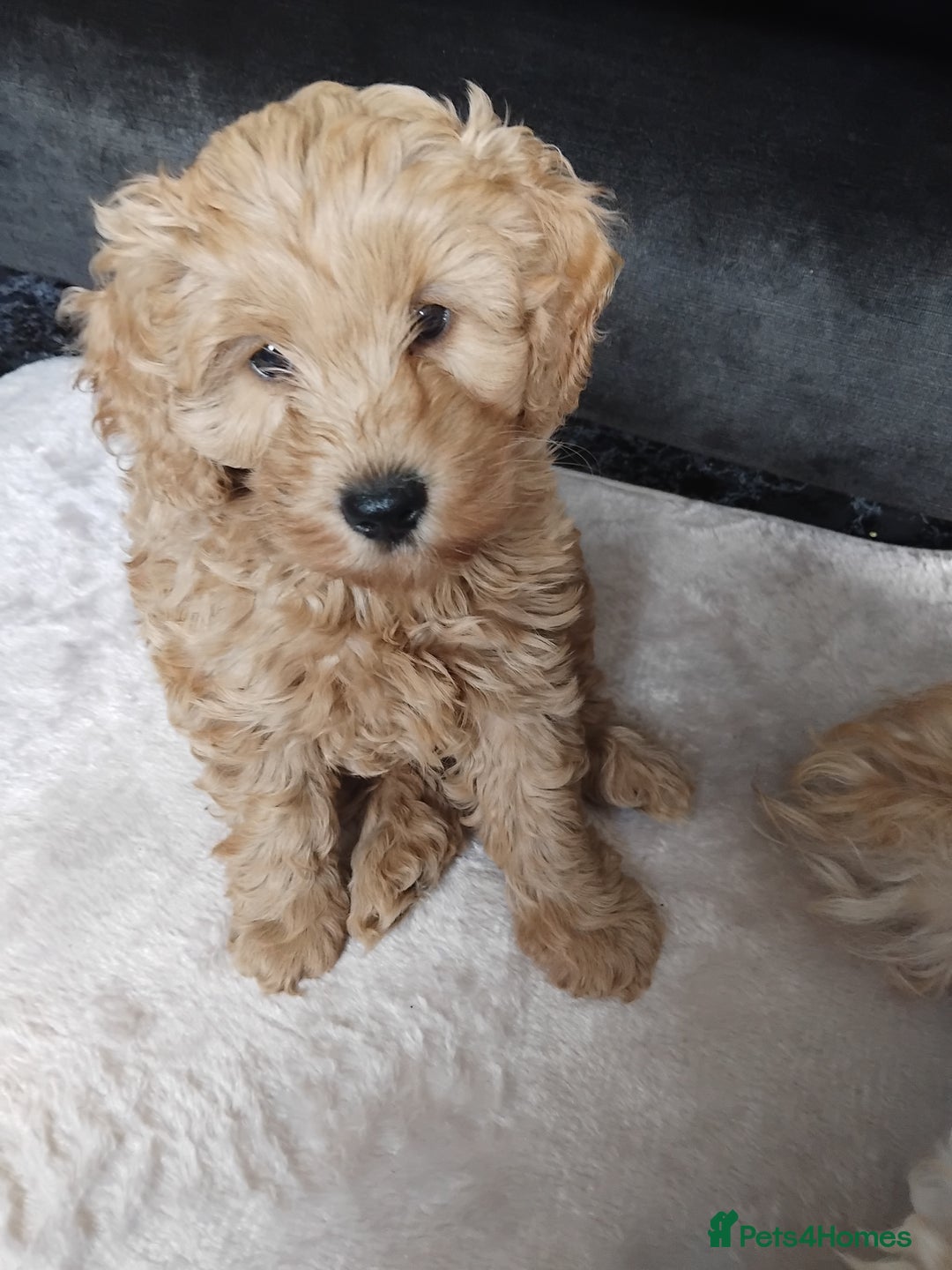 Cockapoo dogs for sale: Cockapoo female puppy  - Image 10