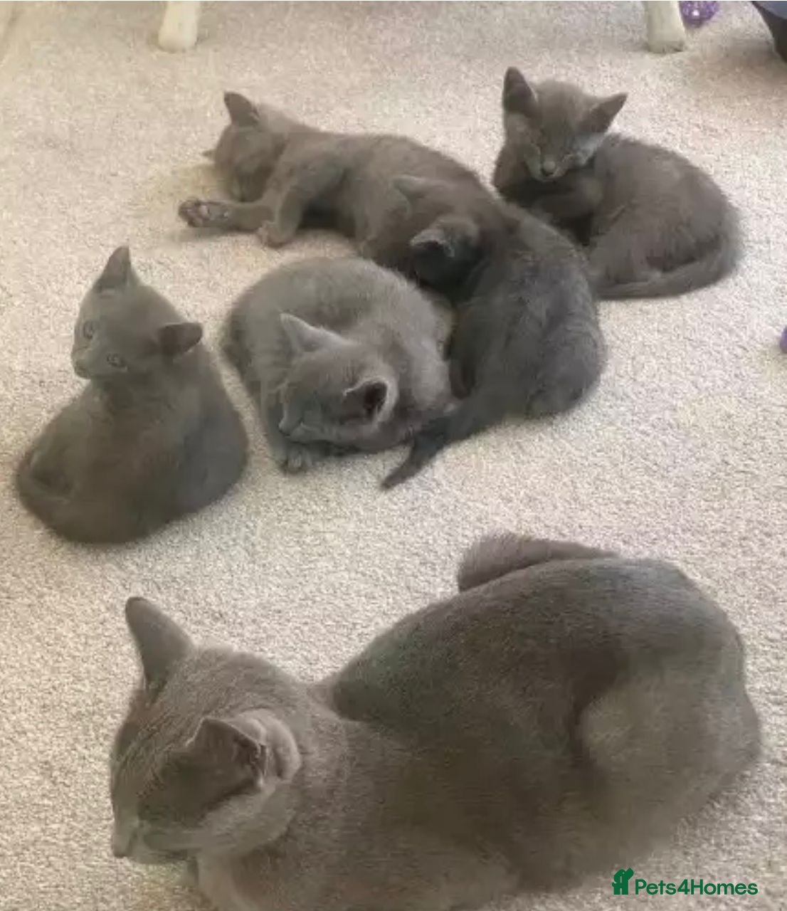 Russian Blue cats Pure Russian Blue kittens for sale  - Advert 5