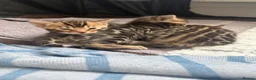 Bengal cats for sale: Outstanding Little Leopards 🐆  - Advert 6