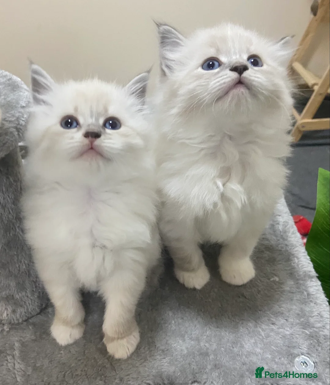 Siberian cats for sale: Siberian Kittens Neva Masquerade White - Advert 1