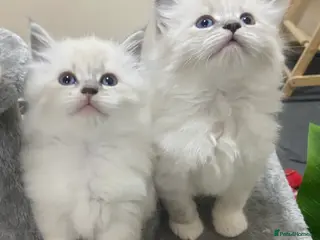 Siberian cats Siberian Kittens Neva Masquerade White - Advert 12