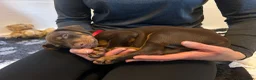 Dobermann dogs for stud: HEALTH TESTED STANLEY FOR STUD DUTIES - Advert 31