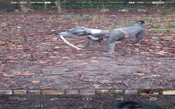 Staffordshire Bull Terrier dogs for sale: Blue Staffordshire bull terrier puppies  - Image 27