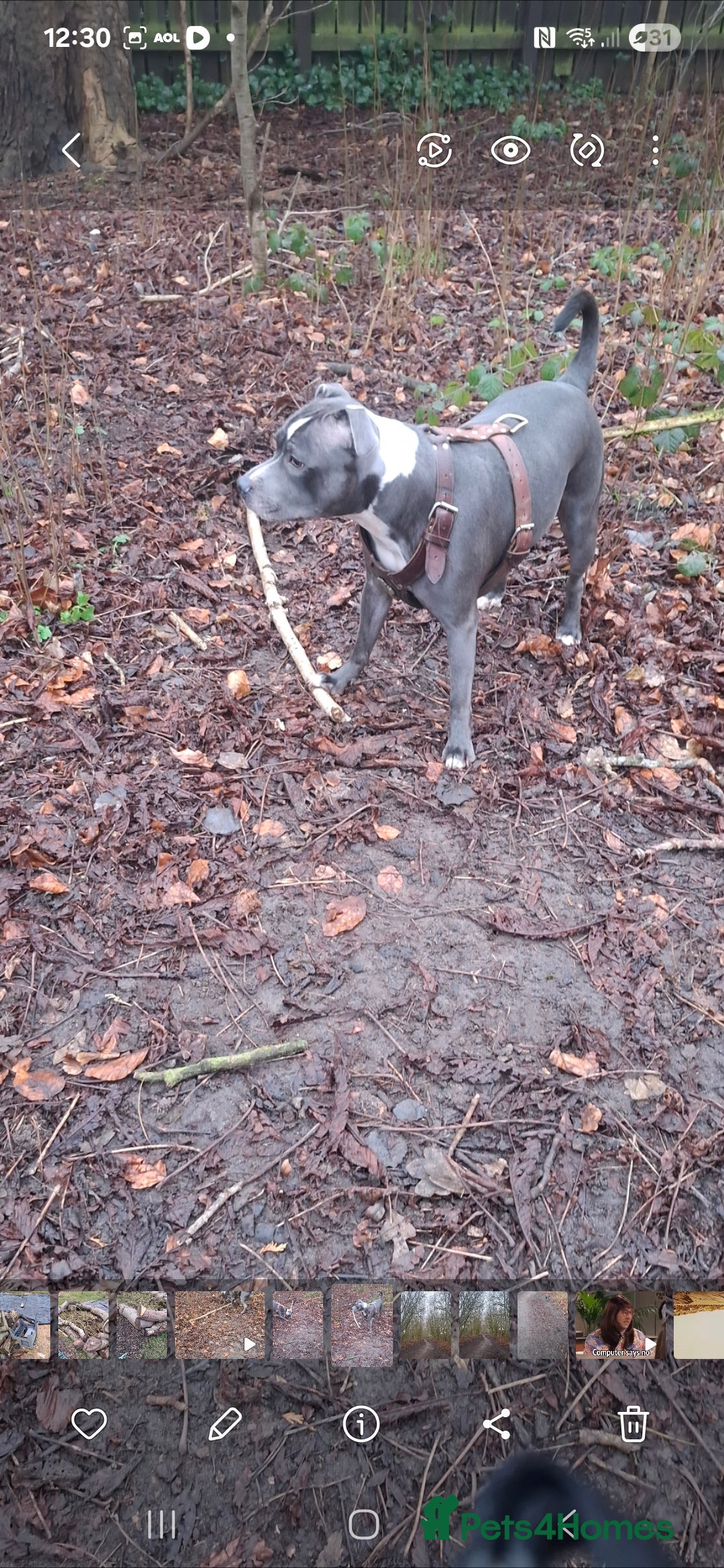 Staffordshire Bull Terrier dogs for sale: Blue Staffordshire bull terrier puppies  - Image 27