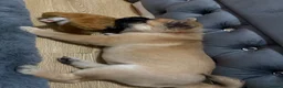 Mixed Breed dogs for sale: Rosie looking for a new home in Birmingham - Advert 2