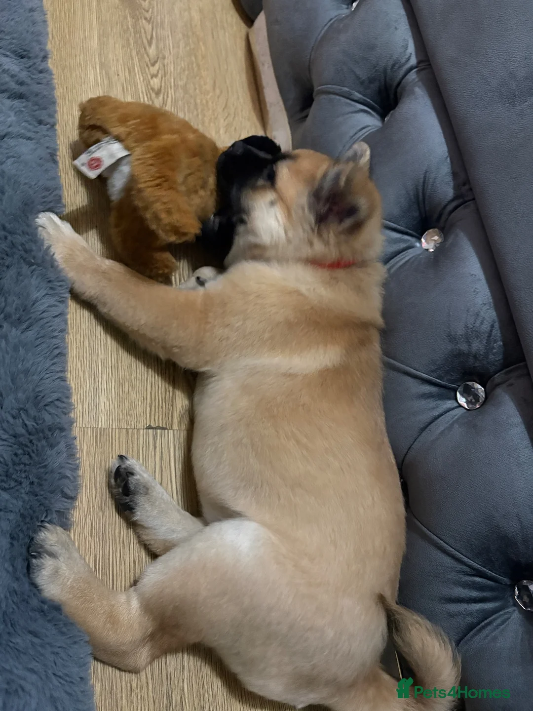 Mixed Breed dogs for sale: Rosie looking for a new home in Birmingham - Advert 2