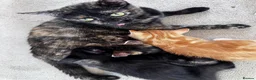Mixed Breed cats for sale: Adorable bengal&tabby mix kittens  - Advert 5
