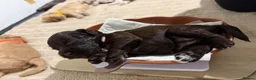 Cockapoo dogs for sale:  cockapoo litter f2 in Scunthorpe - Advert 15