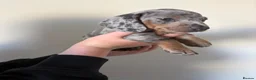 Miniature Dachshund dogs for sale: mini dachshund dapple pups  - Advert 10