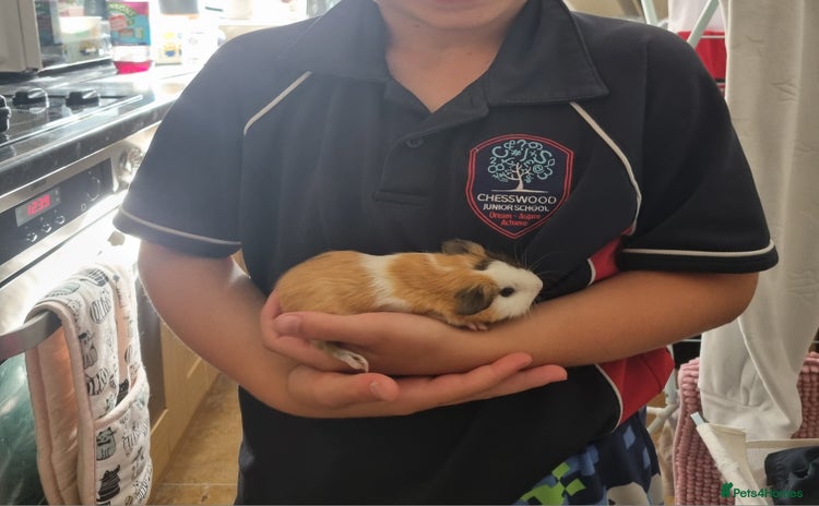 Guinea Pig rodents - Advert 7