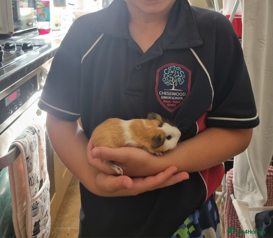 Guinea Pig rodents for sale: 2 female guinea pigs(RESERVED pending collection) - Image 1
