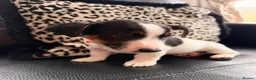 Jack Russell dogs for sale: Jack Russell Puppies  - Advert 20