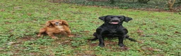 Labrador Retriever dogs for stud: KC 0/0 Hips/ Elbows, Health tested Labrador  - Advert 5