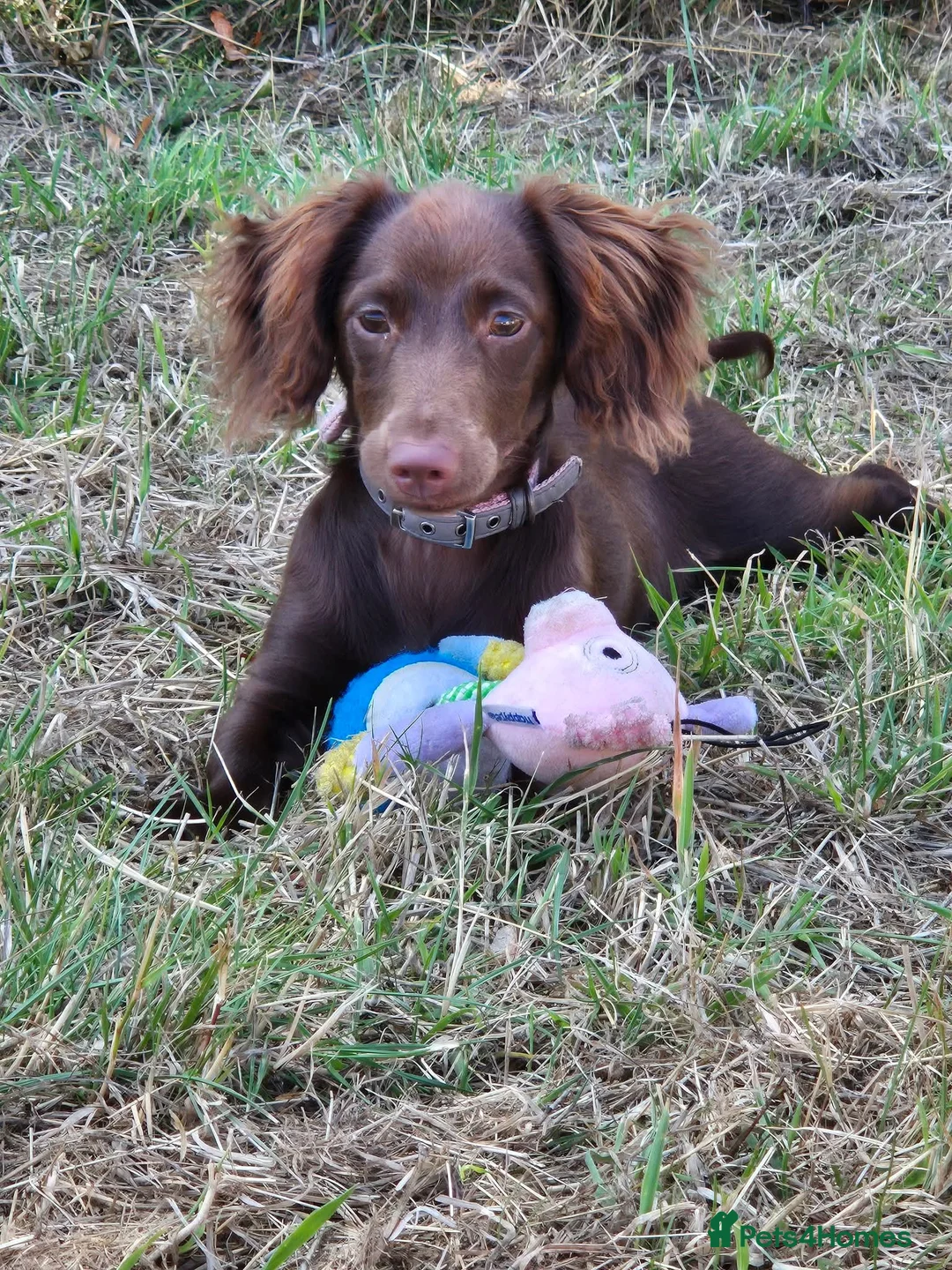 Mixed Breed dogs for sale: Unfortunately selling my ruby  - Advert 1