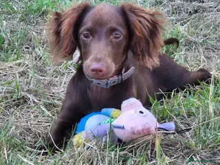 Mixed Breed dogs Unfortunately selling my ruby - Advert 1