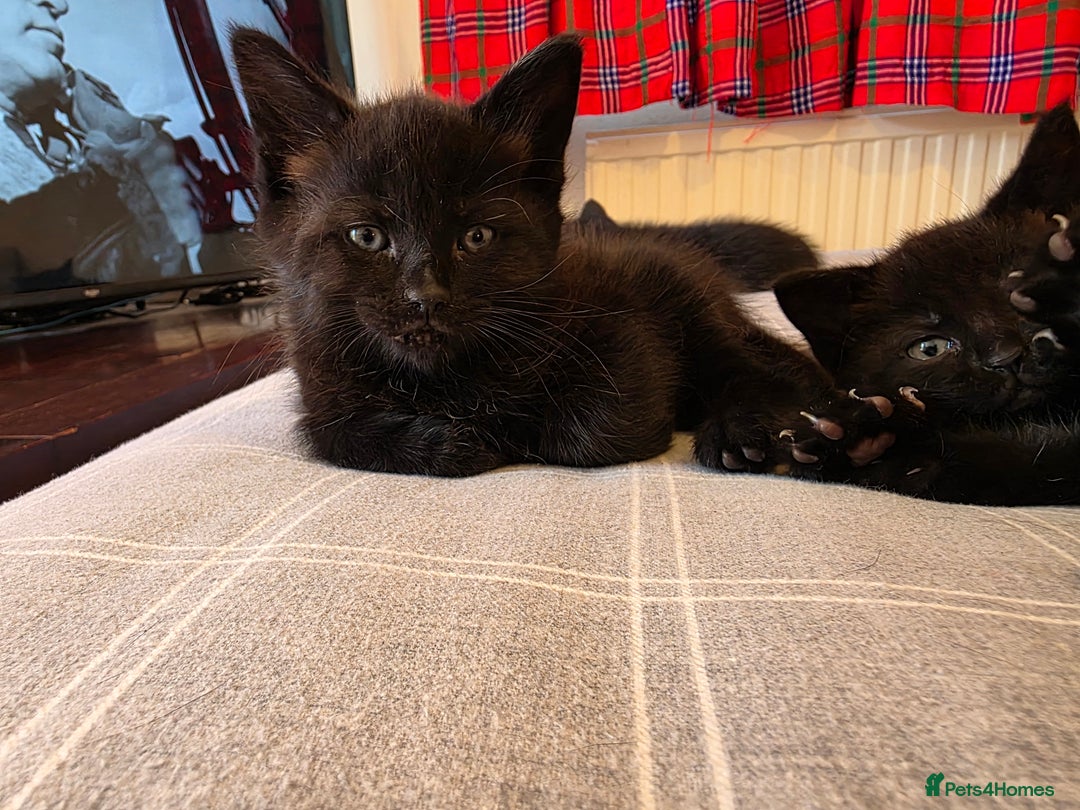 Mixed Breed cats for sale: Ghost tabby - Image 4