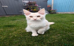 Maine Coon cats for sale: Maine coons 1 Boy left ready now - Image 1