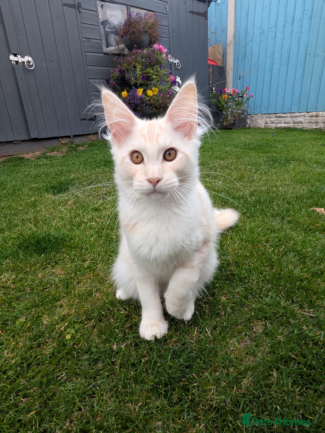 Maine Coon cats for sale: Beautiful female smoked tortie - Advert 18