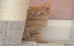Mixed Breed cats for sale: 1 Gorgeous Female Kitten Ready for their new home - Image 10