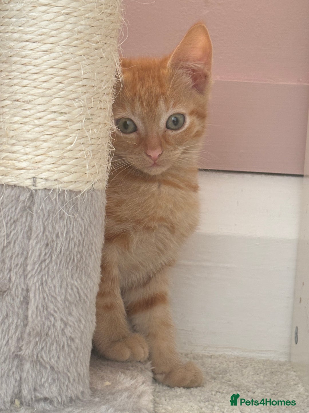 Mixed Breed cats for sale: 1 Gorgeous Female Kitten Ready for their new home - Image 10