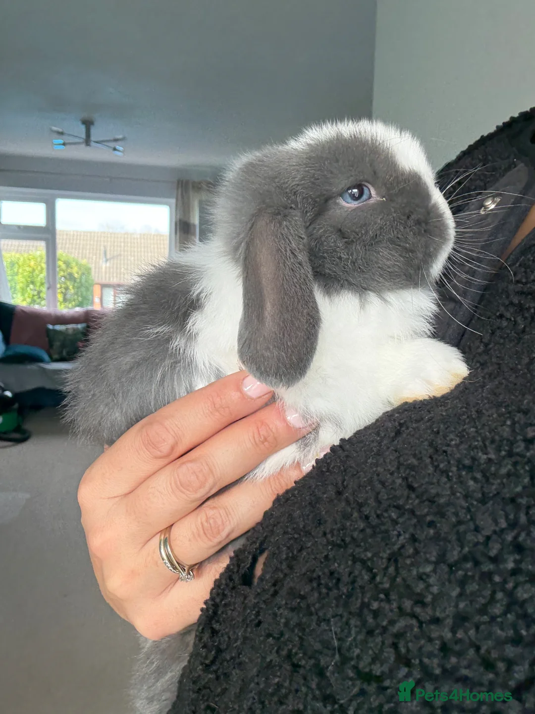 Mini Lop rabbits for sale: Mini lop blue split buck in Tamworth - Advert 8