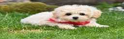 Poochon dogs for sale: Absolutely beautiful poochons ready now  in Chester - Advert 3