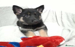 German Shepherd dogs for sale: BEAUTIFUL SABLE GERMAN SHEPHERD PUPS - Image 25