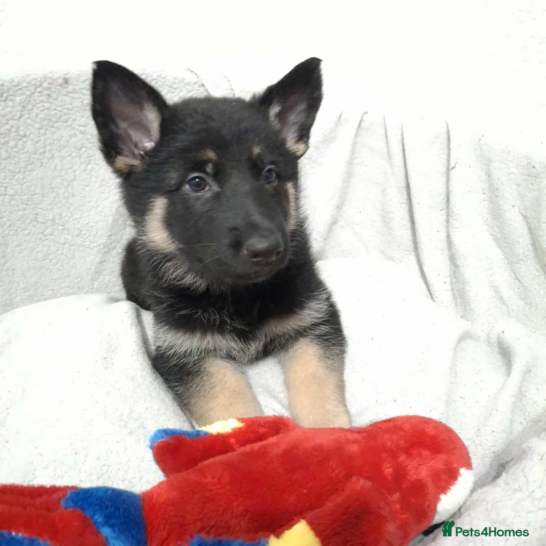 German Shepherd dogs for sale: BEAUTIFUL SABLE GERMAN SHEPHERD PUPS - Image 25