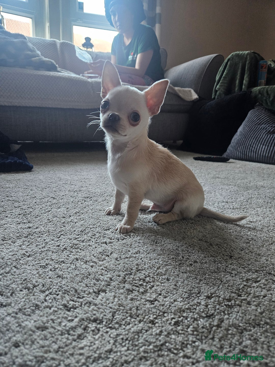 Chihuahua dogs for sale: Teeny Chihuahua Pup   - Advert 8
