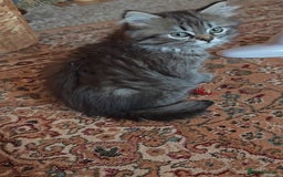Siberian cats for sale: Siberian GCCFxGolden Chinchilla GCCF - Image 15