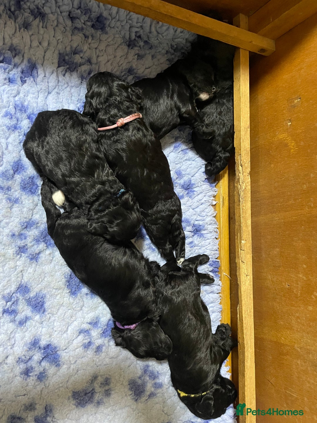 Sproodle dogs for sale: F1 Miniature Sproodles from Health Tested Parents. - Image 19