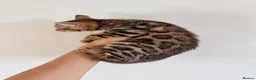 Bengal cats for sale: Beautiful bengal kitten  - Advert 4