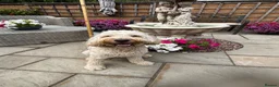 Mixed Breed dogs for sale: Stunning labradoodle puppies in Kettering - Advert 6