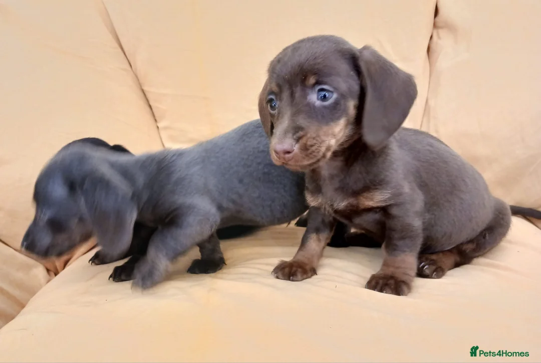 Miniature Dachshund dogs for sale: Miniature dachshund puppies ready now - Advert 4
