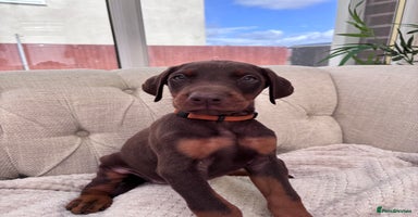 Dobermann dogs - Advert 3