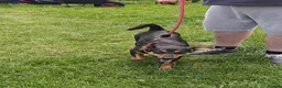 Mixed Breed dogs for adoption: ❤️🐶 PENNY – FRIEND TO EVERYONE - Advert 14