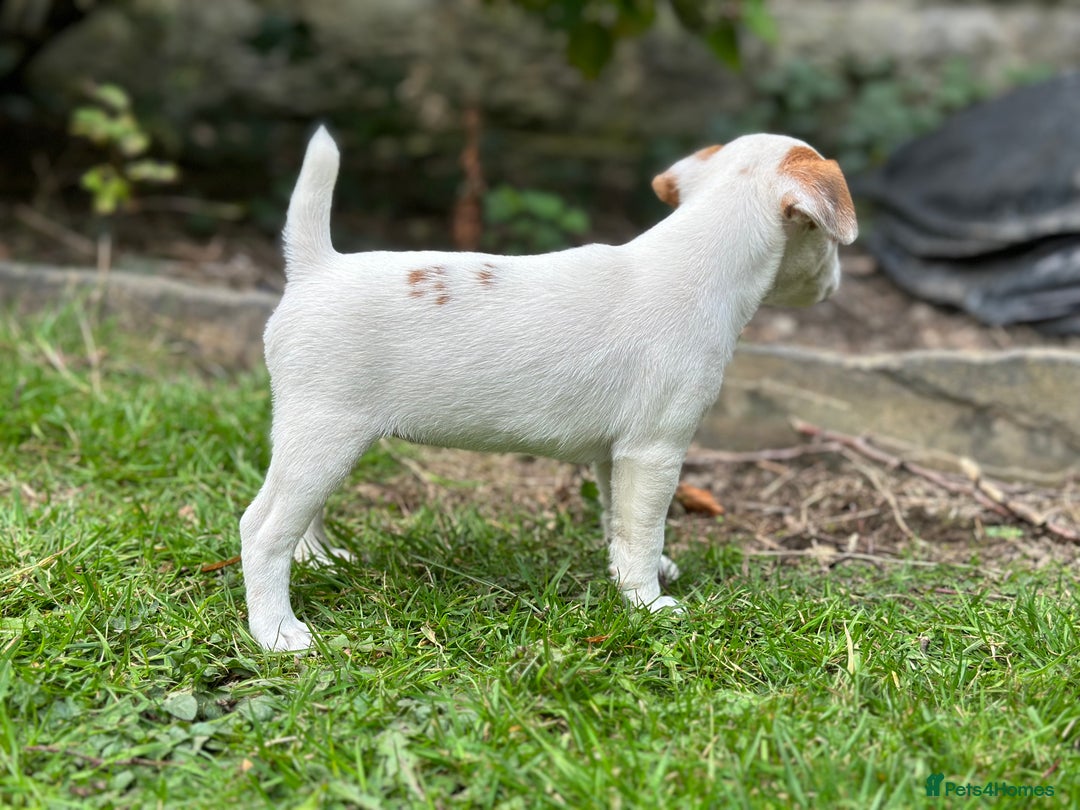 Jack Russell dogs for sale: Jack Russel puppies for sale  - Image 11