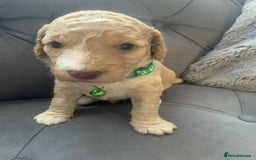 Cockapoo dogs for sale: Cockapoo Lovley Puppies  - Image 30