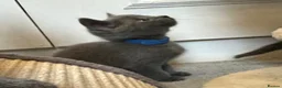 Russian Blue cats for sale: Russian Blue Kittens - Advert 5