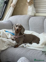 Miniature Dachshund dogs KC reg Miniature Dachshunds available 24thDecember - Advert 2