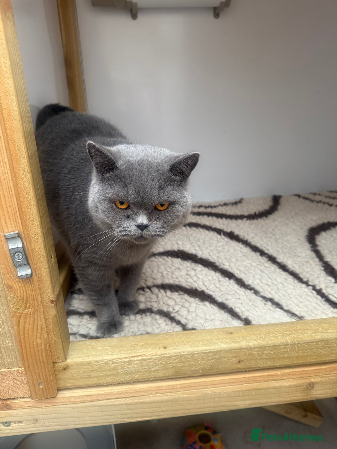 British Shorthair cats for sale: British Adults  - Advert 8