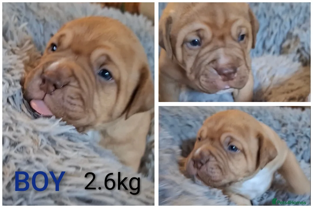 Mixed Breed dogs for sale: Muscle mastiff puppies  in Galashiels - Advert 2