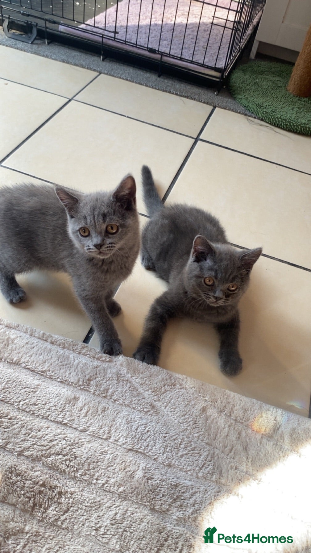 British Shorthair cats ⭐️ Stunning British Shorthair Kittens ⭐️ - Advert 1