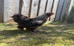 Chickens poultry for sale: Silkie Rooster (FOC) - Image 2